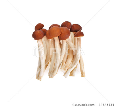 Yanagi-matsutake mushroom on white background Yanagi-matsutake mushroom on white background 72523534