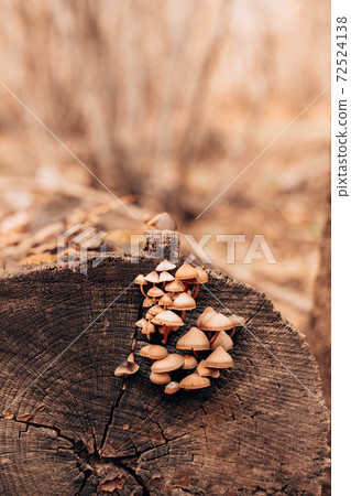 Small brown toadstool mushrooms grow on tree log in autumn forest 72524138