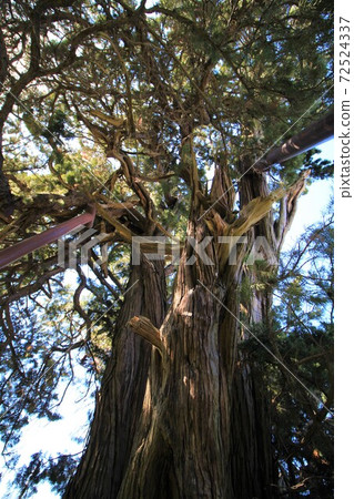 小町禪寺山梨縣的白役 小町禪寺山梨縣的白役 72524337