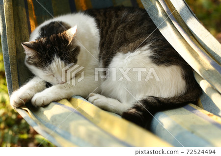 country funny cat outdoor closeup photo relaxing in hummock country funny cat outdoor closeup photo relaxing in hummock 72524494