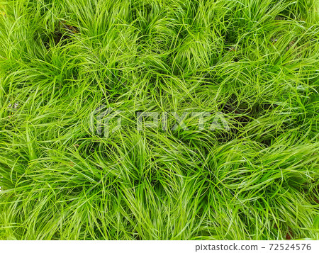 Grass for cats in a plant store, close up top view Grass for cats in a plant store, close up top view 72524576