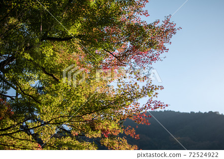 Hatonosu山谷中的彩色的樹 Hatonosu山谷中的彩色的樹 72524922