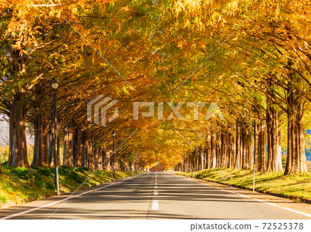 牧野高原水杉Namiki 牧野高原水杉Namiki 72525378