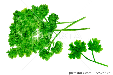 Watercolor illustration of parsley 72525476