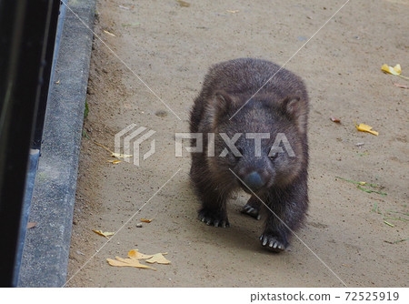 Wombat, a rare beast with only 6 in Japan Wombat, a rare beast with only 6 in Japan 72525919
