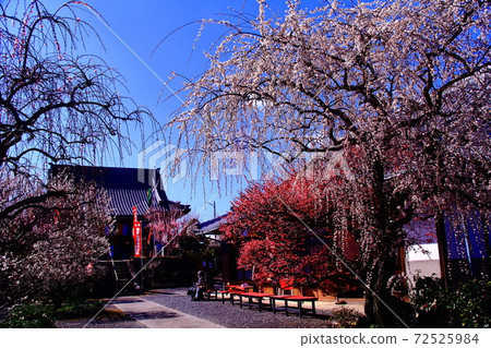 月瀨梅林（奈良縣奈良市）新福寺的李子哭泣 72525984