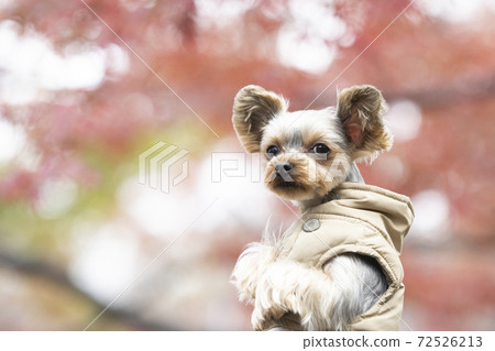 Yorkshire terrier in autumn leaves and vest 72526213