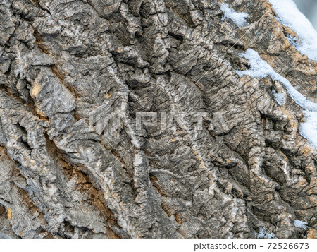 Cork oak tree bark texture with snow. Tree bark texture with snow. Natural background Cork oak tree bark texture with snow. Tree bark texture with snow. Natural background 72526673