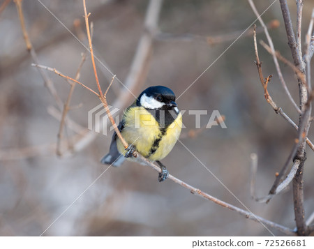 Cute bird Great tit, songbird sitting on a branch without leaves in the autumn or winter. Cute bird Great tit, songbird sitting on a branch without leaves in the autumn or winter. 72526681