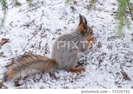 The squirrel sits on white snow with nut in winter. 72526742