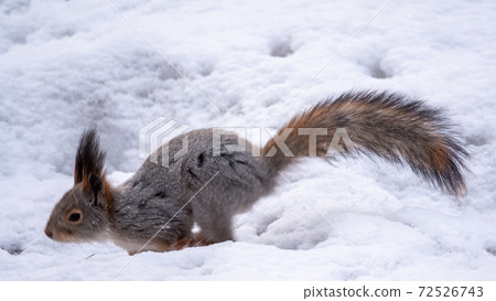 Squirrel quickly runs through the white snow. Squirrel quickly runs through the white snow. 72526743