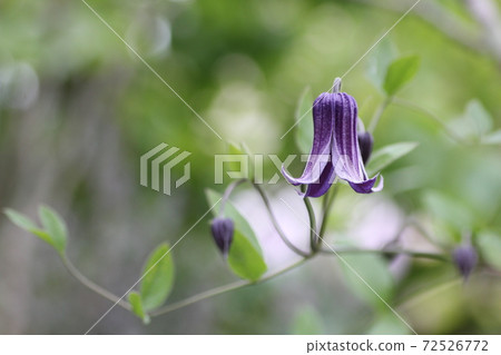 Bell-shaped clematis Bell-shaped clematis 72526772
