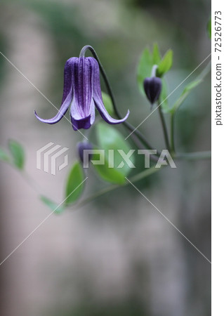 Bell-shaped clematis Bell-shaped clematis 72526773
