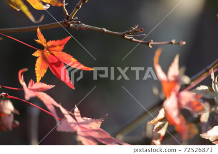 光和秋葉 72526871