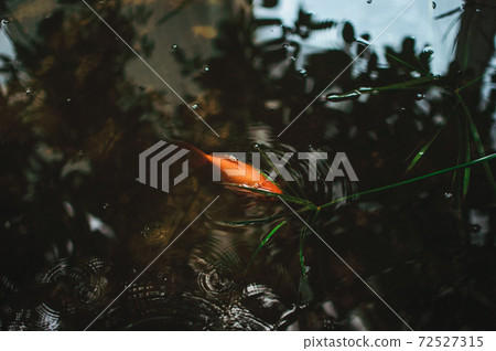 beautiful decorative fish swim in an artificial pond in a botanical garden. Japanese Koi fish multicolored. beautiful decorative fish swim in an artificial pond in a botanical garden. Japanese Koi fish multicolored. 72527315