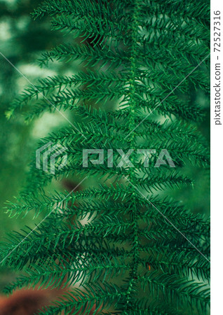Abstract background of creative tropical leaves. Layout of green leaves from hot countries. The concept of nature, purity and oxygen. Abstract background of creative tropical leaves. Layout of green leaves from hot countries. The concept of nature, purity and oxygen. 72527316