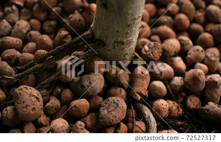 Home-grown plant with well-grown roots in expanded clay granules grown in passive hemihydroponics. The roots of the tree are covered with expanded clay for mulching. 72527317