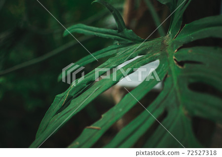 Abstract background of creative tropical leaves. Layout of green leaves from hot countries. The concept of nature, purity and oxygen. Abstract background of creative tropical leaves. Layout of green leaves from hot countries. The concept of nature, purity and oxygen. 72527318
