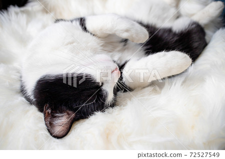 cute little cat sleeping on fluffy white hygge concept cute little cat sleeping on fluffy white hygge concept 72527549