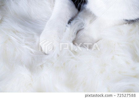 cute little cat sleeping on fluffy white hygge concept cute little cat sleeping on fluffy white hygge concept 72527588