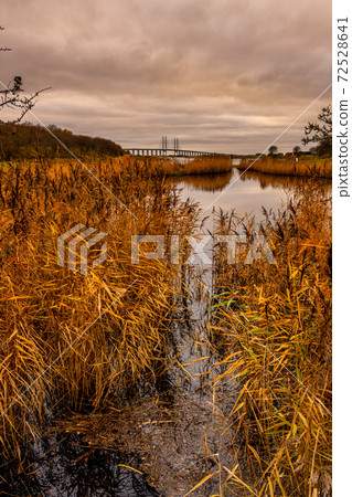 A beautiful picture of reeds that appear in red in the sunset light. Picture from Malmo, Sweden 72528641
