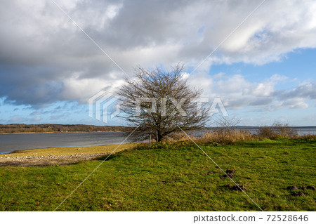A tree by a lake with a dramatic sky in the background. Picture from Vomb, Scania, Sweden A tree by a lake with a dramatic sky in the background. Picture from Vomb, Scania, Sweden 72528646