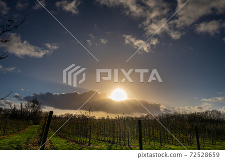 A picture of a beautiful sunset over a vineyard. Picture from Scania, southern Sweden 72528659