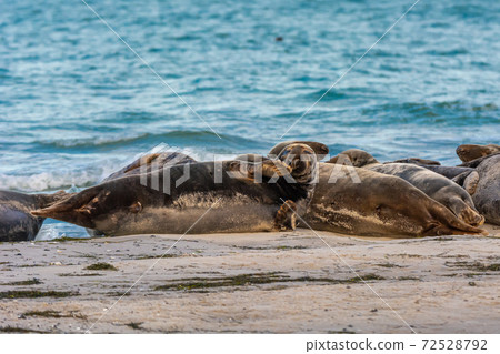 A harbor seal colony resting on a sandbank near the ocean. Picture from Falsterbo in Scania, Sweden A harbor seal colony resting on a sandbank near the ocean. Picture from Falsterbo in Scania, Sweden 72528792