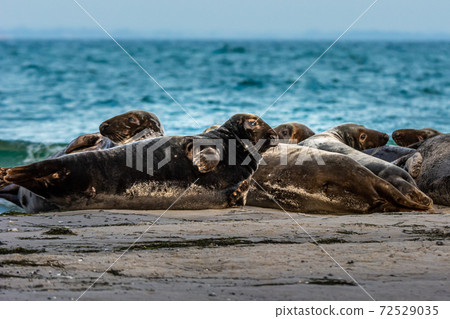 A harbor seal colony resting on a sandbank near the ocean. Picture from Falsterbo in Scania, Sweden A harbor seal colony resting on a sandbank near the ocean. Picture from Falsterbo in Scania, Sweden 72529035