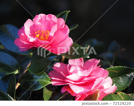 可愛的花 72529220