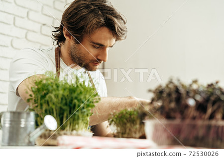 Attractive bearded man farmer taking care of sprouts of microgreens 72530026