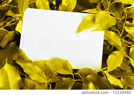 Blank sheet of paper in yellow toned foliage Blank sheet of paper in yellow toned foliage 72530440