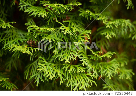conifer wall, green thuja with small yellow cones 72530442