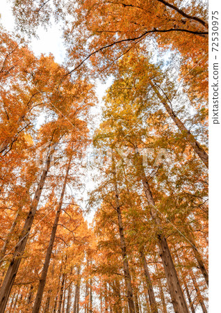 Autumn leaves of Mizumoto Park Metasequoia 72530975
