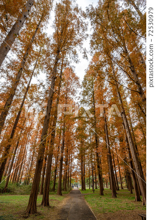 Autumn leaves of Mizumoto Park Metasequoia 72530979