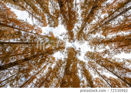 Autumn leaves of Mizumoto Park Metasequoia 72530982