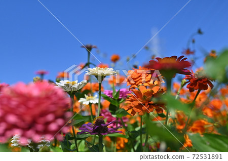 Cosmos disturbance blooming 72531891