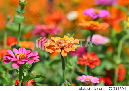 Cosmos color types 72531894
