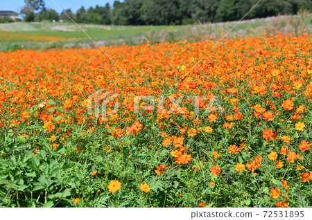Highlights of cosmos fields 72531895