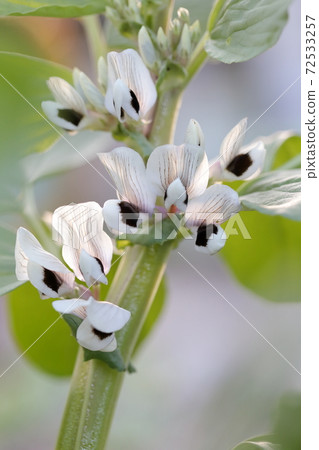 美麗的白色相拉豆花（相拉豆品種名稱：初姬） 72533257