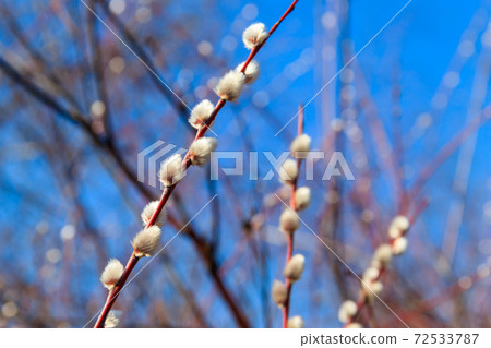 Pussy willow branches at early spring Pussy willow branches at early spring 72533787