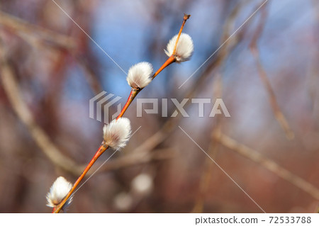 Pussy willow branch at early spring 72533788
