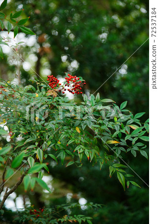 南天的紅色水果花園清福寺 南天的紅色水果花園清福寺 72537184