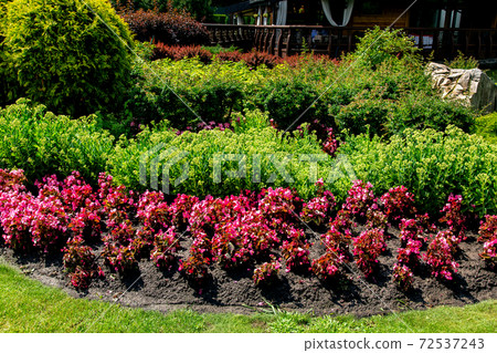 Landscaping flowerbed in the ground red flowers and green bushes on a sunny day. 72537243