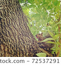Squirrel climbing a tree and red fruit 72537291