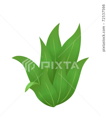 Grass or bushes. Green realistic spring grass. Fresh plants, garden botanical greens, herbs and leaves vector isolated on white. Natural lawn meadow bushes, floral vegetation Grass or bushes. Green realistic spring grass. Fresh plants, garden botanical greens, herbs and leaves vector isolated on white. Natural lawn meadow bushes, floral vegetation 72537566
