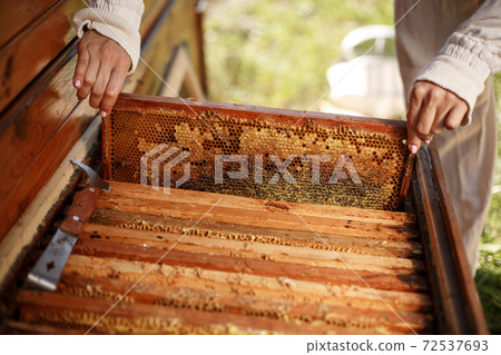 hands of beekeeper pulls out from the hive a wooden frame with honeycomb. Collect honey. Beekeeping concept 72537693