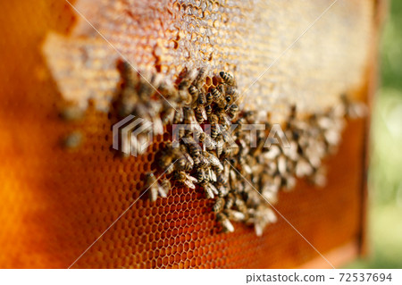 close up honeycomb in wooden frame with bees on it. Apiculture concept close up honeycomb in wooden frame with bees on it. Apiculture concept 72537694