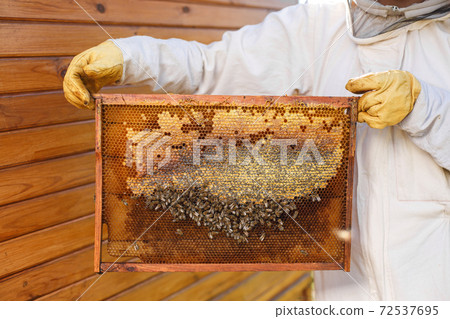 Young female beekeeper hold wooden frame with honeycomb. Collect honey. Beekeeping concept 72537695