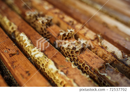 Open beehive with bees are crawling along the hive on honeycomb wooden frame. Apiculture concept Open beehive with bees are crawling along the hive on honeycomb wooden frame. Apiculture concept 72537702
